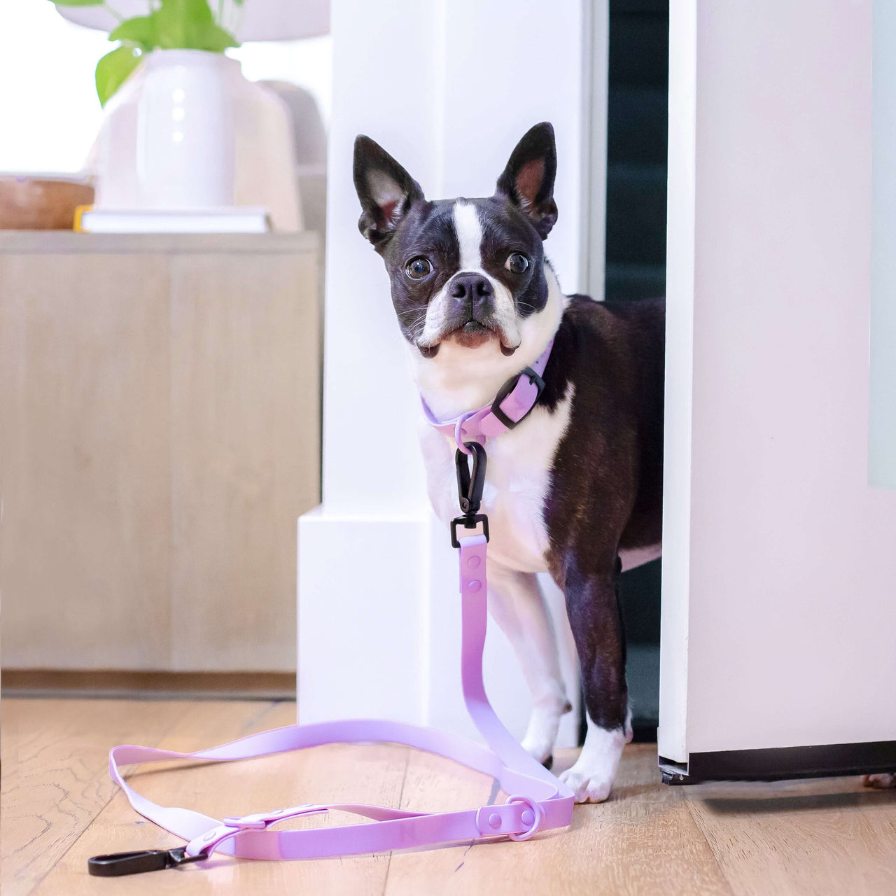 Collar and Leash Set for pets