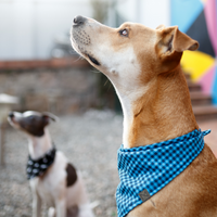 Thumbnail for Premium Designer Dog Bandana with Matching Bracelet