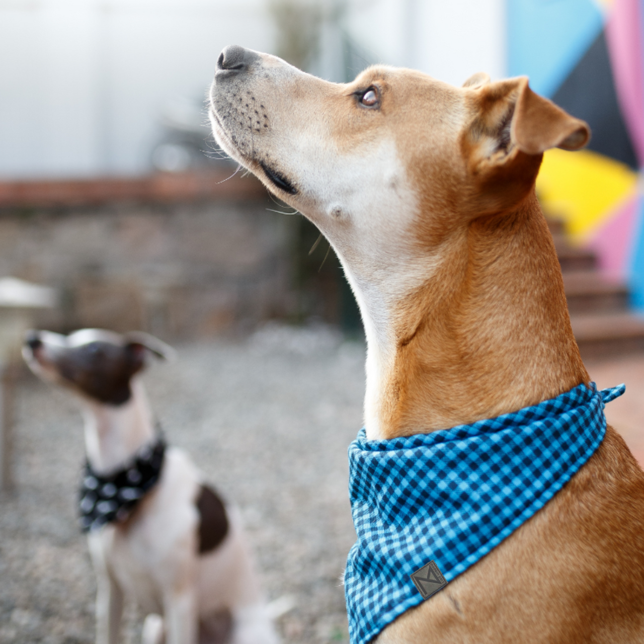 Premium Designer Dog Bandana with Matching Bracelet