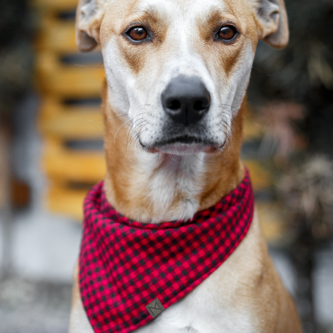 Premium Designer Dog Bandana with Matching Bracelet