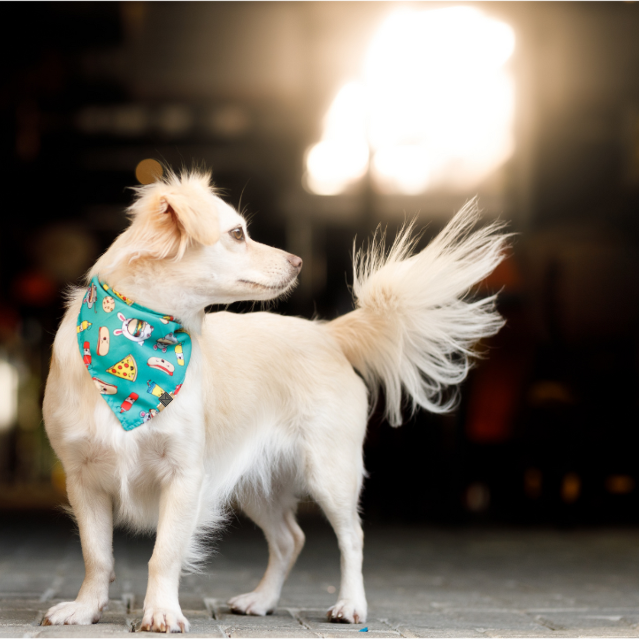 Premium Designer Dog Bandana with Matching Bracelet