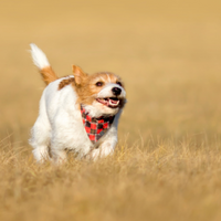 Thumbnail for Premium Designer Dog Bandana with Matching Bracelet