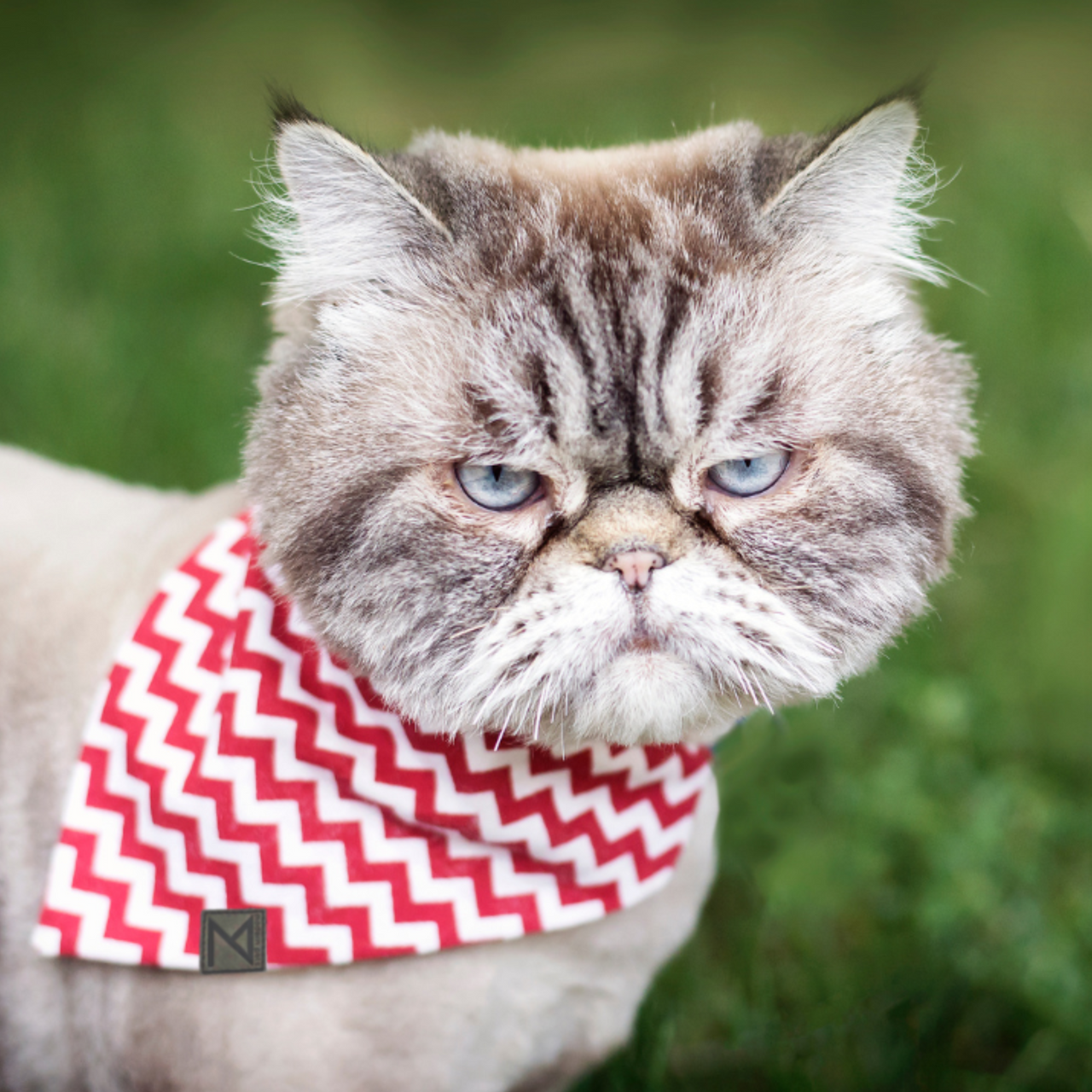 Premium Designer Dog Bandana with Matching Bracelet