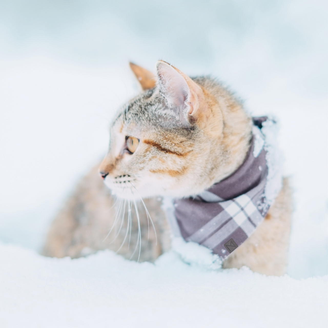 Premium Photo  A cat in a winter coat