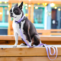 Thumbnail for unique dog collars and leashes